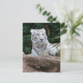 Schöne Bengalische White Tiger Fotografie Postkarte (Stehend Vorderseite)