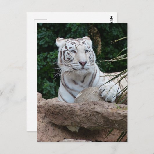 Schöne Bengalische White Tiger Fotografie Postkarte (Vorne/Hinten)