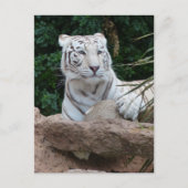Schöne Bengalische White Tiger Fotografie Postkarte (Vorderseite)