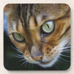 Schöne Bengalkatze Getränkeuntersetzer