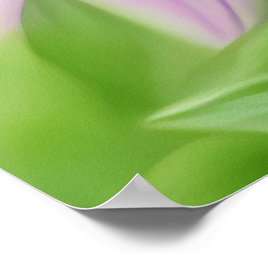 Schöne Biene auf einer rosa Blume Nah Poster (Ecke)