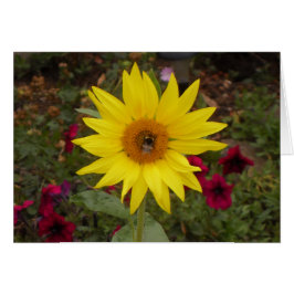 Schöne Biene auf Gelben Sonnenblumen Foto