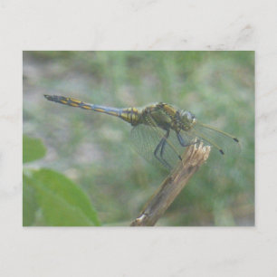 Schöne Big Blue Yellow Dragonfly DIY Postcard Postkarte