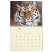 Schöne Big Cats Fotokalender Kalender (Jan 2026)