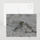Schöne Big Dragonfly auf der Ground DIY Postkarte (Vorne/Hinten)