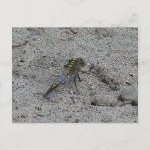 Schöne Big Dragonfly auf der Ground DIY Postkarte