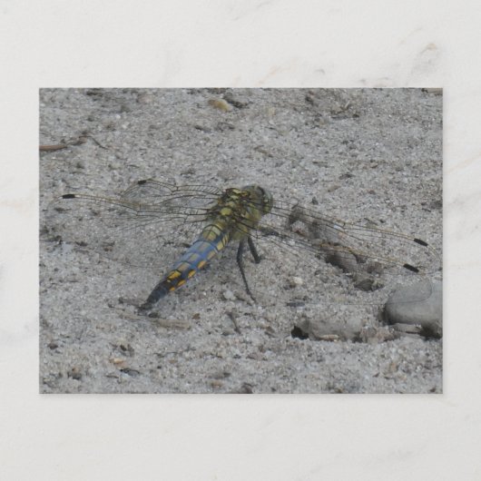 Schöne Big Dragonfly auf der Ground DIY Postkarte (Vorderseite)