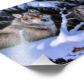 Schöne Bilder von zwei Wölfen Fotodruck (Ecke)
