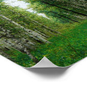 Schöne Birch Tree Wald Kunst Poster (Ecke)