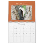 Schöne "BIRDS of Brazil" 2021 Kalender (Feb 2026)