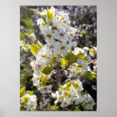 Schöne Birne Tree Blossom Blumengarten Poster (Vorne)