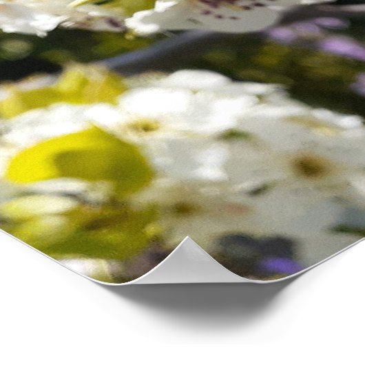 Schöne Birne Tree Blossom Blumengarten Poster (Ecke)