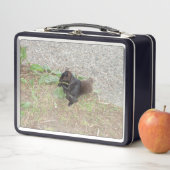 Schöne Black Squirrel Metal Lunch Box (Beispiel)