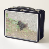 Schöne Black Squirrel Metal Lunch Box (Vorderseite)