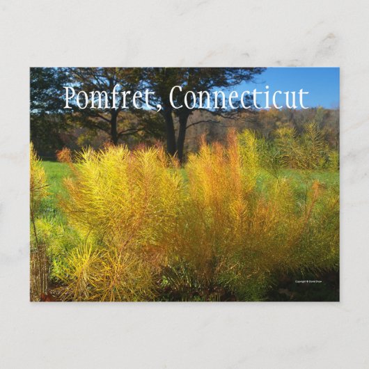 Schöne Blätter Postkarte (Vorderseite)