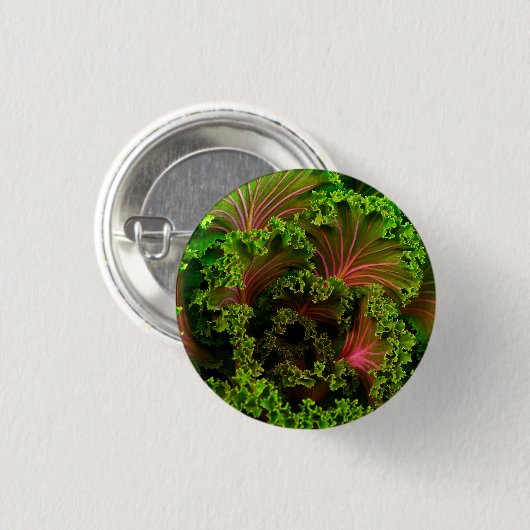 Schöne Blätter von Curly Red und Green Kale Button (Vorne & Hinten)