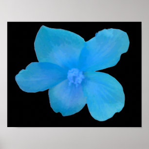Schöne blaue Begonien-Blumenprint Poster