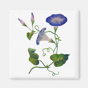 Schöne blaue bestickte Morgenpralinen Magnet