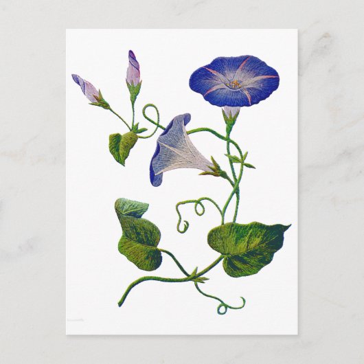 Schöne blaue bestickte Prunkwinden Postkarte (Vorderseite)