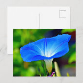 Schöne blaue Blume Postkarte (Vorne/Hinten)