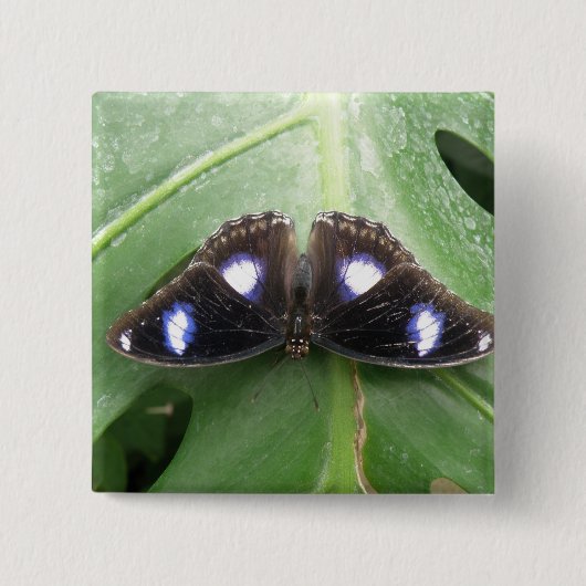 Schöne blaue Gepunktete Schmetterlingschaltfläche Button (Vorderseite)