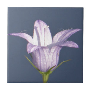 Schöne blaue Glocke-Blume Fliese