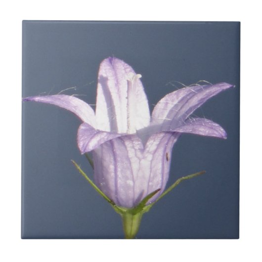 Schöne blaue Glocke-Blume Fliese (Vorderseite)