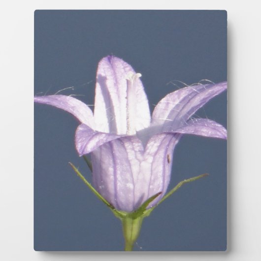 Schöne blaue Glocke-Blume Fotoplatte (Vorderseite)