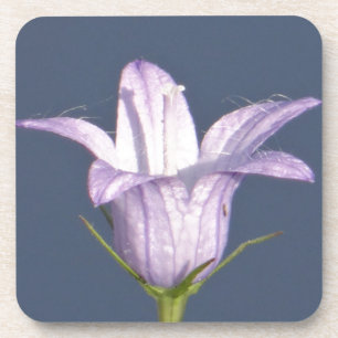 Schöne blaue Glocke-Blume Getränkeuntersetzer
