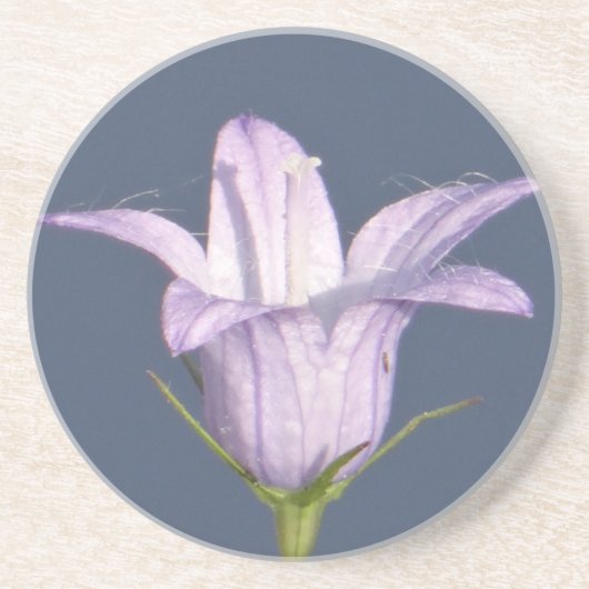 Schöne blaue Glocke-Blume Getränkeuntersetzer (Vorne)