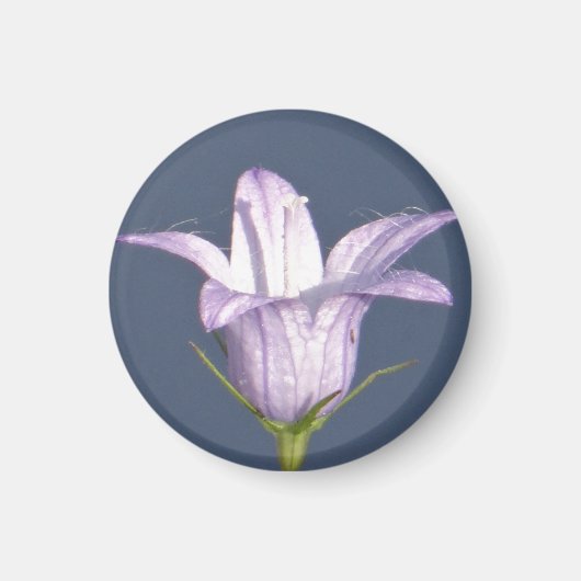 Schöne blaue Glocke-Blume Magnet (Vorne)