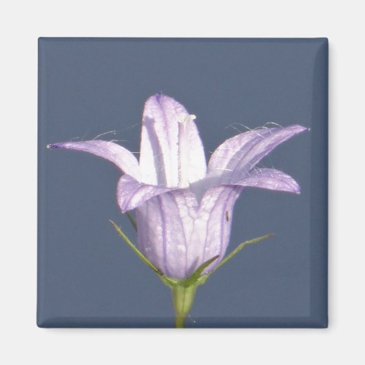 Schöne blaue Glocke-Blume Magnet (Vorne)