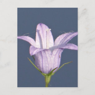 Schöne blaue Glocke-Blume Postkarte
