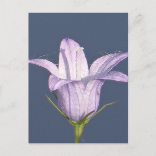 Schöne blaue Glocke-Blume Postkarte (Vorderseite)