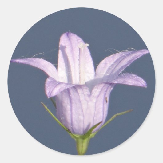 Schöne blaue Glocke-Blume Runder Aufkleber (Vorderseite)