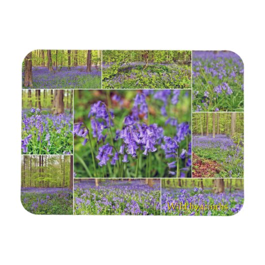 Schöne blaue Glocken im Wald  Magnet (Horizontal)