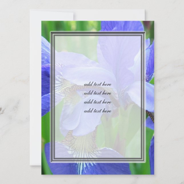 schöne blaue Iris-Blume (Vorderseite)