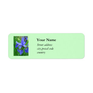 schöne blaue Iris-Blume