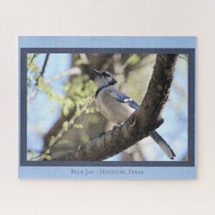 Schöne blaue Jay; Bird Lover's Puzzle