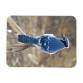 Schöne blaue Jay im Sonnenschein Magnet (Horizontal)