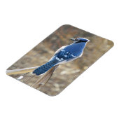 Schöne blaue Jay im Sonnenschein Magnet (Linke Seite)