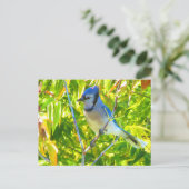 Schöne blaue Jay in Maple Quebec Kanada Postkarte (Stehend Vorderseite)