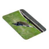 Schöne blaue Jay mit Drink Magnet (Rechte Seite)