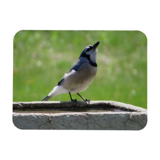 Schöne blaue Jay mit Drink Magnet (Horizontal)