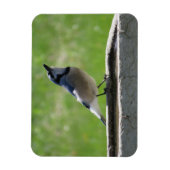 Schöne blaue Jay mit Drink Magnet (Vertikal)