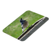 Schöne blaue Jay mit Drink Magnet (Linke Seite)