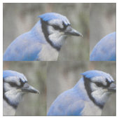 Schöne blaue Jay-Nahaufnahme Stoff (Nahaufnahme)