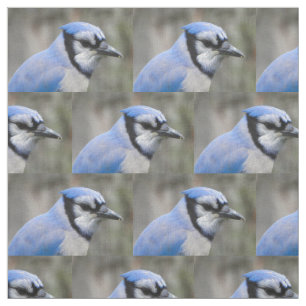 Schöne blaue Jay-Nahaufnahme Stoff