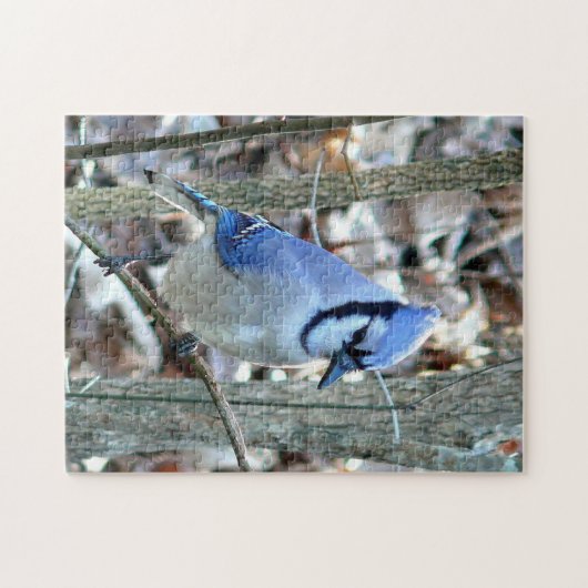 Schöne blaue Jay Puzzle (Horizontal)