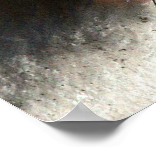 Schöne blaue Kornblumen Poster (Ecke)